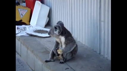 Много сладка коала гризе ябълка