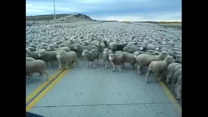 Огромно стадо овце