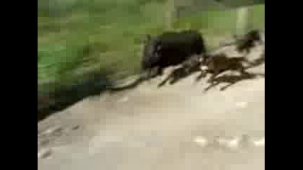 Plotts On Hog