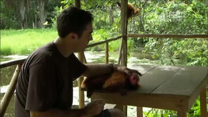 Wild Kingdom - The Uakari Monkeys Red Face 