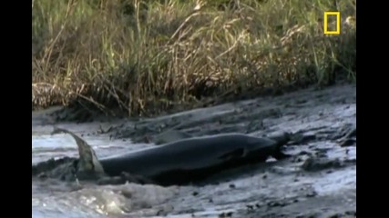 Делфини по време на лов
