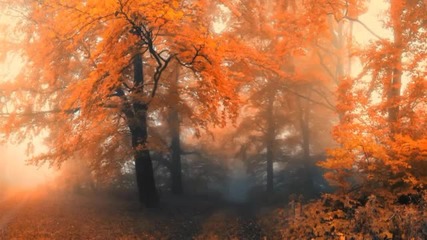 Blaze Of Sorrow - Alberi