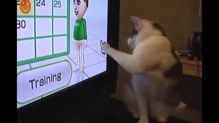 Wii Fit Cat
