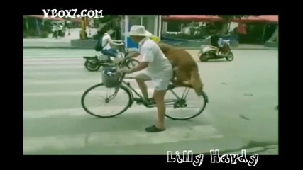 Куче се вози на колело !