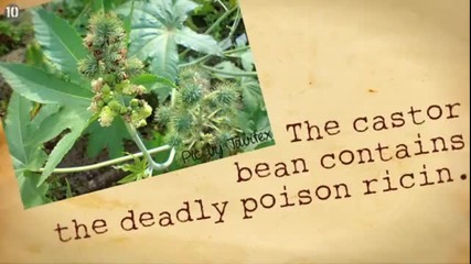 10-те силно смъртоносни растения