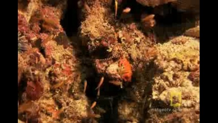 Проучване на Океаните:великия Бариерен Риф 