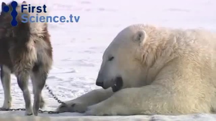 Приятелство между бяла мечка и кучета