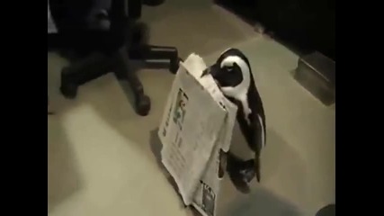 Пингвин носи вестник на стопанина си