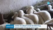 БАБХ: Пробите за наличие на чума по овцете във Велинград са положителни