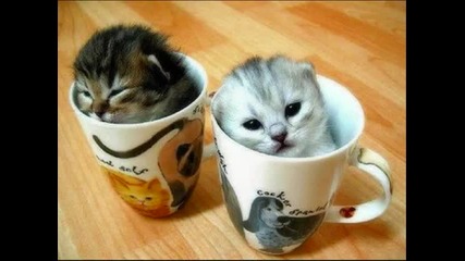 Незабравими котешки снимки