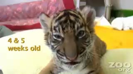 Baby Tiger Cub Plays 