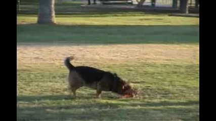 Садко кученце   Играе На Фризби