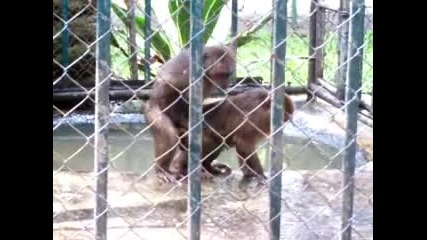 Любов На Маймуна - Издание В Тайланд