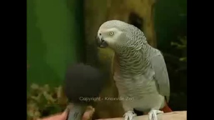 Papagei Einstein xd