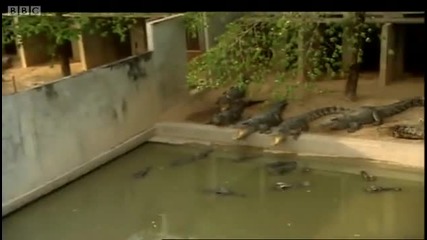 Baby Siamese Crocodiles - Saving Planet Earth Crocodile - Bbc 