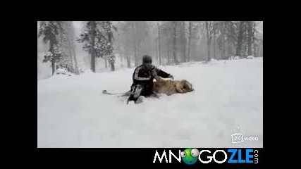 Игра с лъва в снега