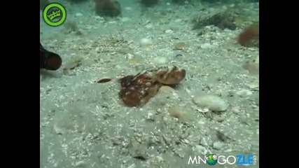 Октопод излиза от бутилка и си променя цвета 