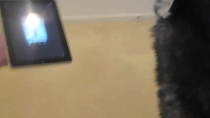 Хъски пее със ipad 