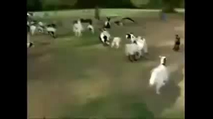 Странно явление при козите ... 