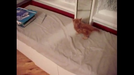 Огледалото победи котката ! 
