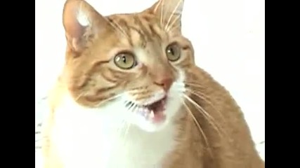 Talking Kitty 