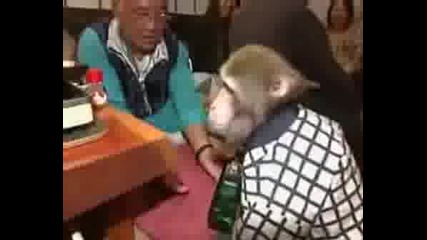 Маймуната сервитьор