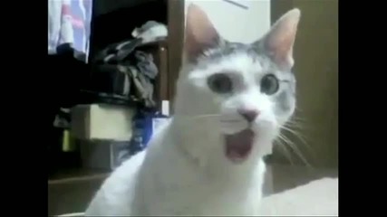 The Omg Cat :d:d:d