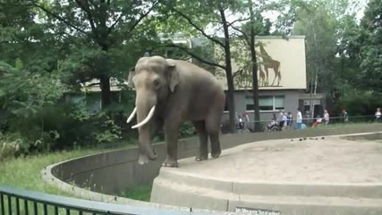 Ядосан слон с точен мерник! Смях!