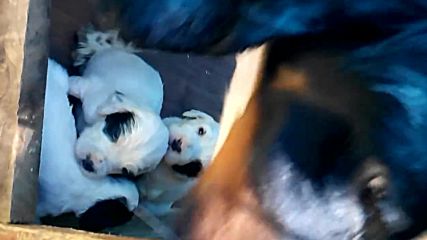 Vid_20160515_115150с сетери 20дни