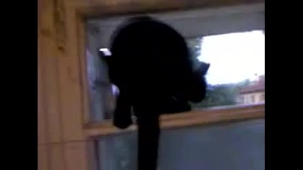Коте лае досущ като куче