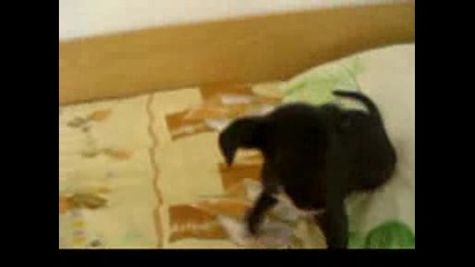 mixed breed 1 