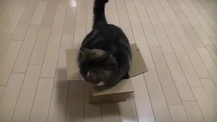 Котка в кутия :) 
