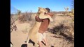 Ето това се нарича любов между човек и животно! Лъвица се хвърля в обятията на стопанина си