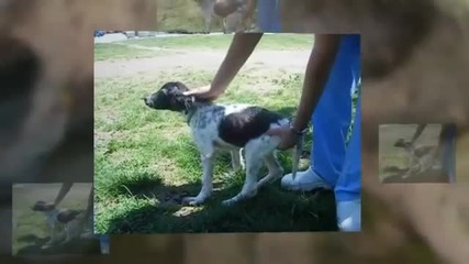 Уникалнa операция в България даде шанс на куче да проходи