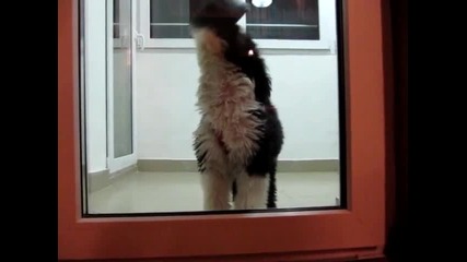 Боби Стачкува