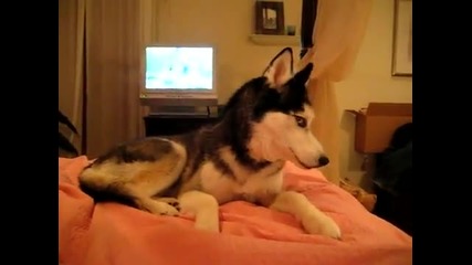 Husky Dog Talking - I love you