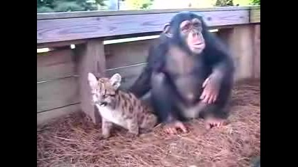 Приятелство между Шимпанзе и Пума