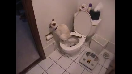Коте се изхожда и използва тоалетна хартия