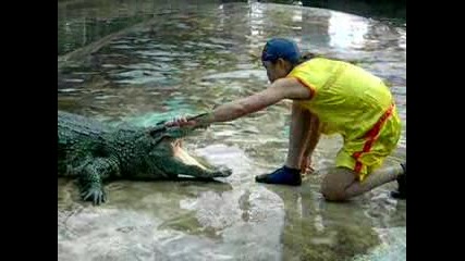 Опасна близост между човек и огромен крокодил