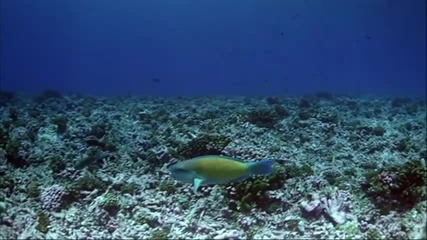 Красотата на природата - Коралови рифове