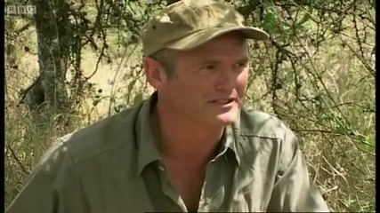 Young cheetahs attack young antelope - Cheetahs - Fast Track to Freedom - Bbc 