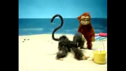 Funny monkeys.