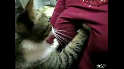 Късметлийска Котка
