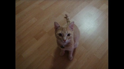 My Pets - Endy And Jerry