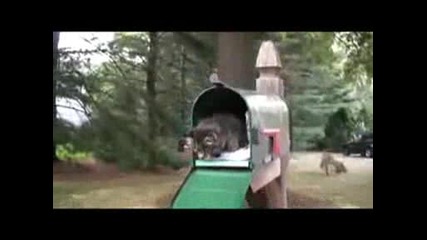 cute kitten