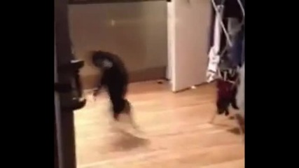 Котешка походка