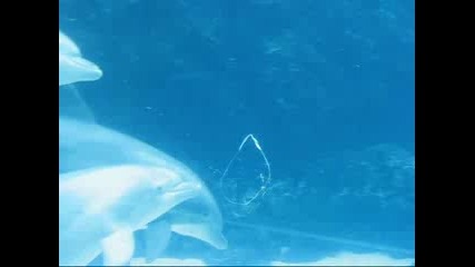Сладките Странни Игри На Делфините
