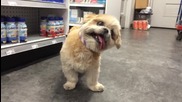 Забавно куче върви с изплезен език!