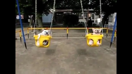 кучета без грижи