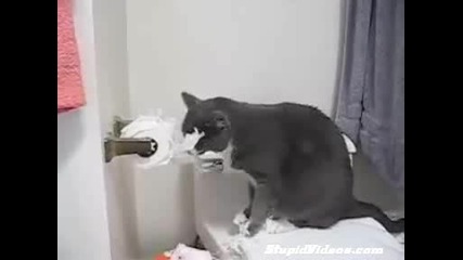 Котката Срещу Тоалетната Хартия
